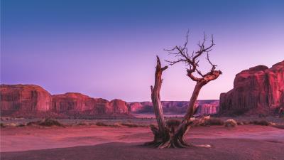 Dead Desert Tree 4k Wallpaper Wallpaper