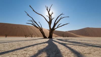 Dead Tree In Namibian Desert Wallpaper
