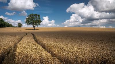 Farm Tree Field 4k Wallpaper Wallpaper