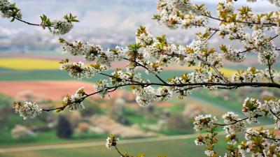 Fields Blossoms Tree Spring Wallpaper