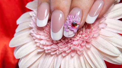 Fingernails Gerbera Pretty Flower Wallpaper