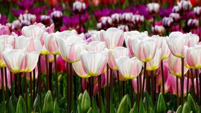 Flower Beautiful Photography Tulips Wallpaper