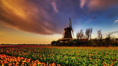 Flower Field In Holland Wallpaper