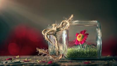 Flower Glass Blur Photography Wallpaper