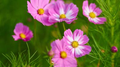 Flower Macro Pink Flower Cosmos 8k Wallpaper Wallpaper