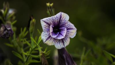 Flower Nature Petunia Wallpaper