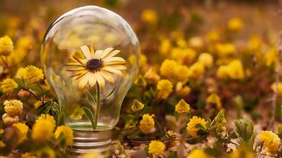 Flower Photography Bulb Nature Wallpaper