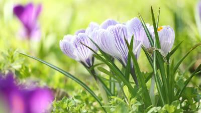 Flower Photography Crocus Field Wallpaper