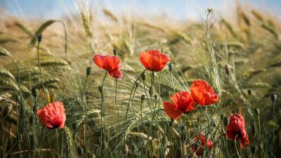 Flower Photography Field Poppies Wallpaper