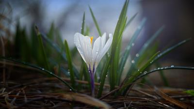 Flower Photography Nature Crocus 5k Wallpaper Wallpaper