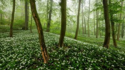 Flowering Forest Wallpaper