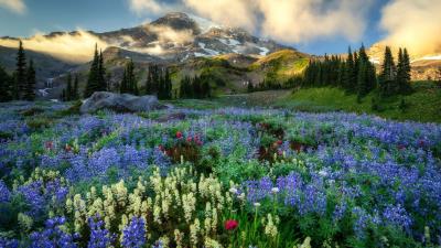 Flowers At Mount Rainier Washington Wallpaper