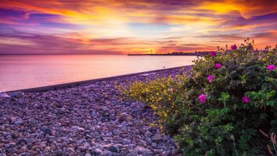 Flowers At The Beach Wallpaper