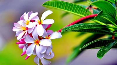 Flowers Branch Leaves Plumeria Frangipani Wallpaper