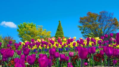 Flowers Color Tulips Fields Nature Wallpaper