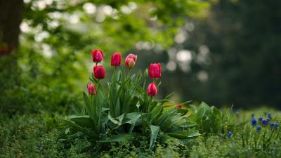Flowers Grass Tulips Pink Spring Wallpaper