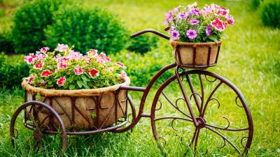 Flowers Green Cycle Grass Petunia Wallpaper
