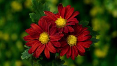 Flowers Trio Closeup Chrysanthemum Wallpaper
