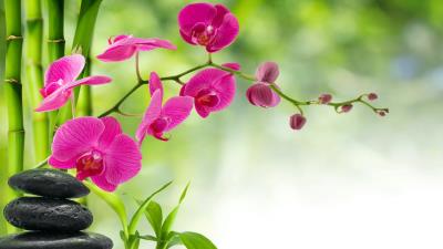 Flowers Water Reflection Stones Wallpaper