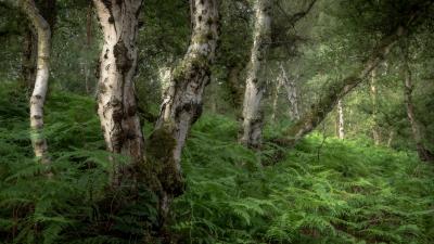 Forest 4k Ultra Hd Wallpaper Wallpaper