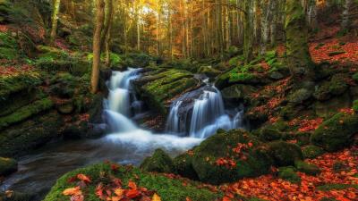 Forest At Autumn Auvergne France Wallpaper