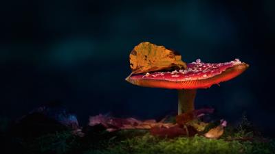 Forest Mushroom Photography Light Wallpaper