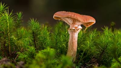 Forest Mushroom Photography Macro Wallpaper