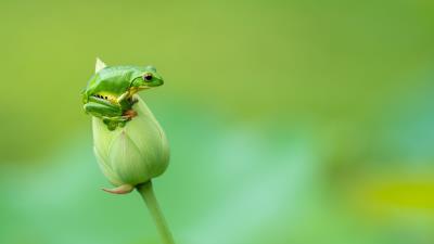 Frog Photography Nature Animal Wallpaper