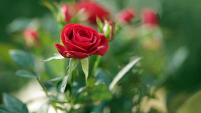 Garden Flowers Buds Red Roses Wallpaper