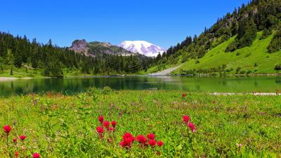 Gifford Pinchot National Forest Wallpaper