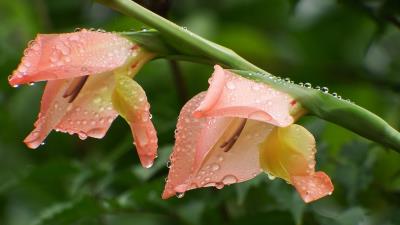 Gladiolus Flowers Wallpaper