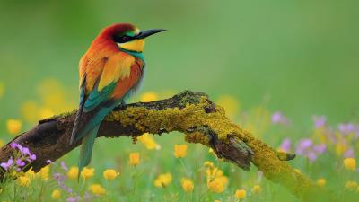 Golden Bee Eater Wallpaper