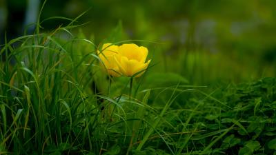 Grass Tulip Bloom Green Wallpaper