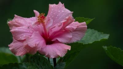 Hibiscus Pink Flower Petals Wallpaper