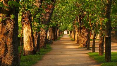 Horse Chestnut Alley Wallpaper