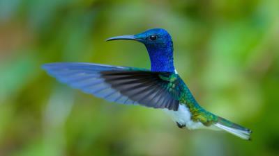 Hummingbird Photography Bird Wallpaper