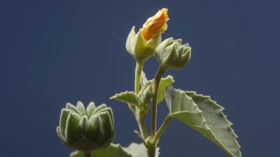 Indian Mallow Flower 5k Wallpaper