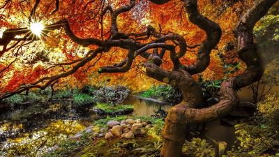 Japanese Autumn Wallpaper