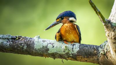 Kingfisher Bird 4k Wallpaper