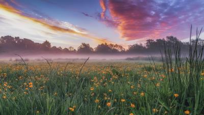 Landscape Grass Nature Flower Wallpaper