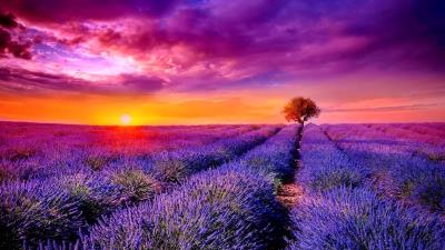 Lavender Field Hd Wallpaper Wallpaper