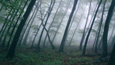 Leaning Forest 4k Wallpaper