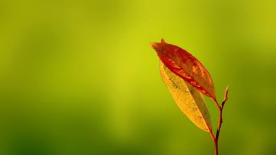 Leaves Orange Macro Red Wallpaper