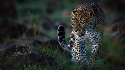 Leopard 4k Wallpaper