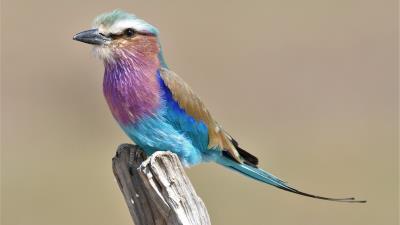Lilac Breasted Roller Wallpaper