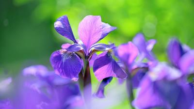 Lilac Irises 4k Wallpaper Wallpaper