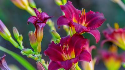 Lily Flowers 4k Wallpaper Wallpaper