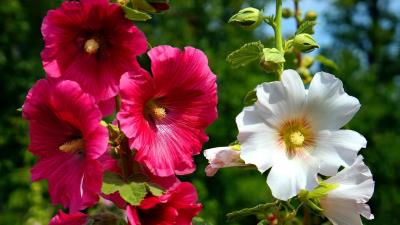 Mallow Flower Hd Wallpaper