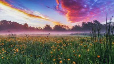 Meadow In Spring Leighton Buzzard Bedfordshire Wallpaper