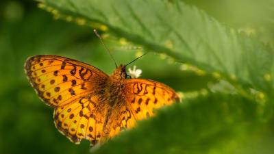 Moth Resting On Leaf Wallpaper